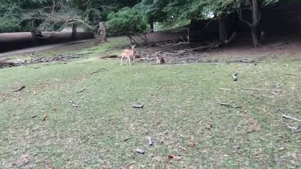 Young Deer Deer Running Woods Animals Natural Environment Sika Fallow — ストック動画