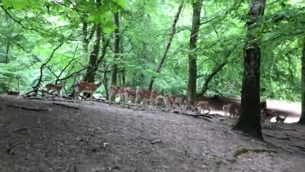 Young Deer Deer Running Woods Animals Natural Environment Sika Fallow — Video