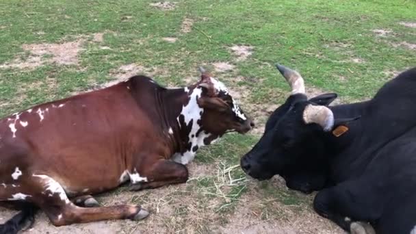 Cows Lying Meadow Rural Climate Taken Denmark — ストック動画