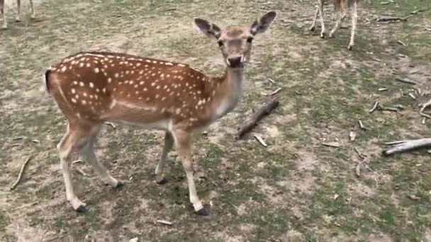 Giovani Cervi Cervi Che Corrono Nel Bosco Animali Ambiente Naturale — Video Stock