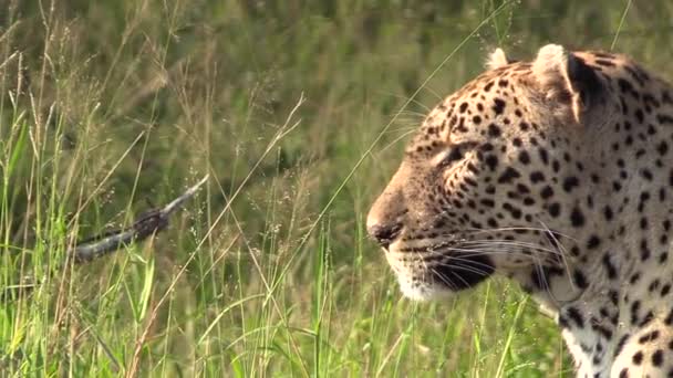 Leopardo Macho Sienta Pacientemente Esperando Presa Desierto África Empezando Con — Vídeos de Stock