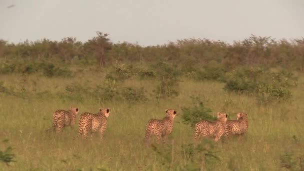 Rodzina Gepardów Prześladująca Antylopę Impala Otwartej Sawannie Afryki Acinonyx Jubatus — Wideo stockowe