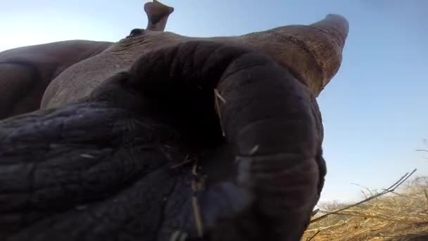 Imagens Ângulo Baixo Rinoceronte Branco Sul Ceratotherium Simum Alimentando Deserto — Vídeo de Stock