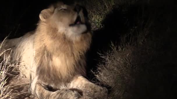 Wild Male Lion Roaring Dark Night Panthera Leo Captured Greater — Vídeos de Stock