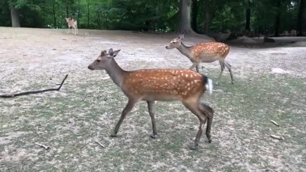 Veado Jovem Veado Correndo Pela Floresta Animais Ambiente Natural Sika — Vídeo de Stock