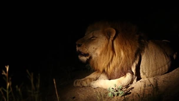 Leul Masculin Sălbatic Răcnește Întunericul Nopții Panthera Leo Capturat Parcul — Videoclip de stoc