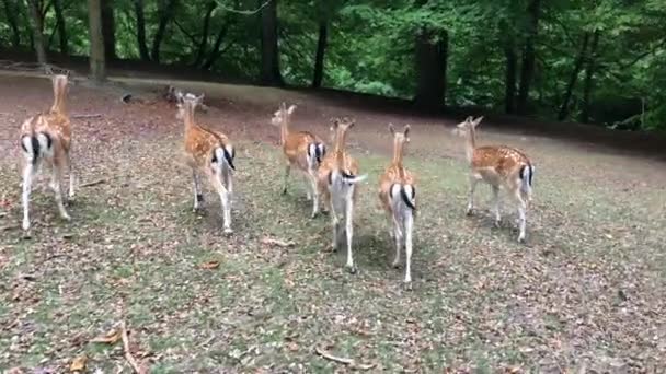 Veado Jovem Veado Correndo Pela Floresta Animais Ambiente Natural Sika — Vídeo de Stock