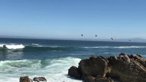 Squadron Pelicans Flying Ocean Waves — Stock video