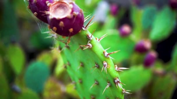 Close Pan Prickly Pear Cactus Purple Fig Fruit Spiderweb — 비디오