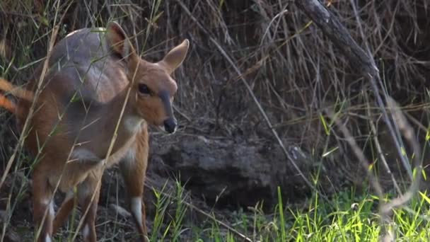 Footage Young Bushbuck Ewe Feeding Drinking Water Natural Lake National — Stockvideo