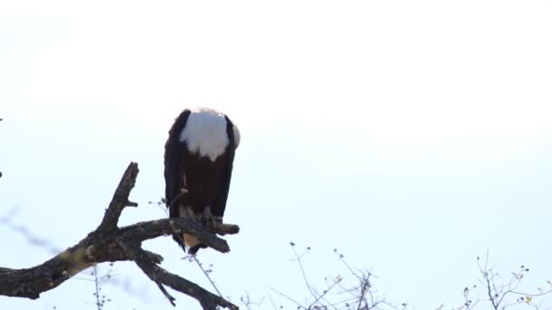 Footage African Fish Eagle Sitting Branch Dead Tree Grooming Itself — Stockvideo