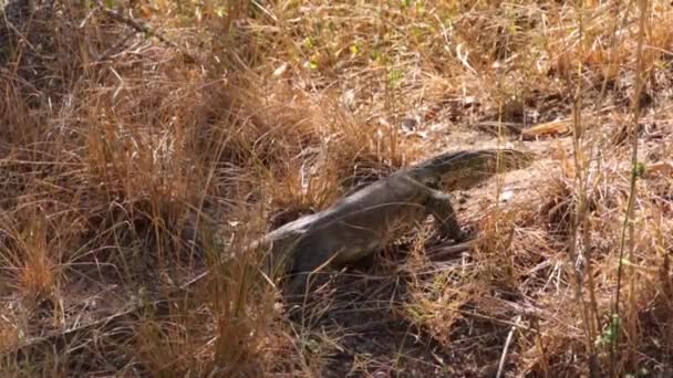 Filmagem Grande Monitor Água Parque Nacional Natural África Sul — Vídeo de Stock