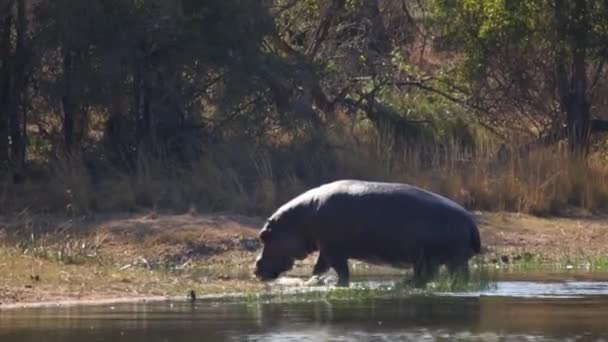 Footage Big Adult Hippo Natural Lake National Park South Africa — Vídeos de Stock