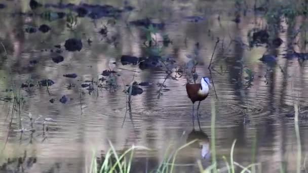Footage African Jacana Walking Water Plants Feeding Shallow Water National — ストック動画