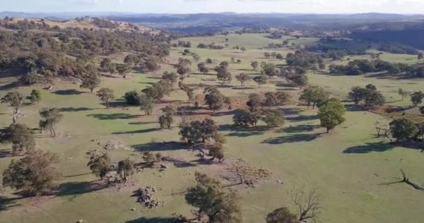 Aerial Flight Forest Australia Sun Clouds Background Long Distance Shot — Vídeo de Stock