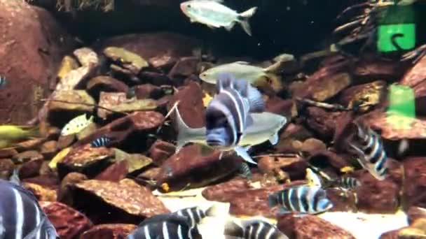 Exotic Colorful Fish Aquarium — 图库视频影像