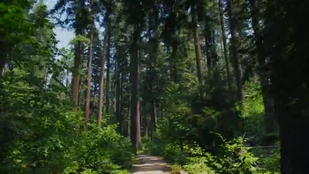 Panning Tree Line Calaveras Big Trees State Park California — 图库视频影像