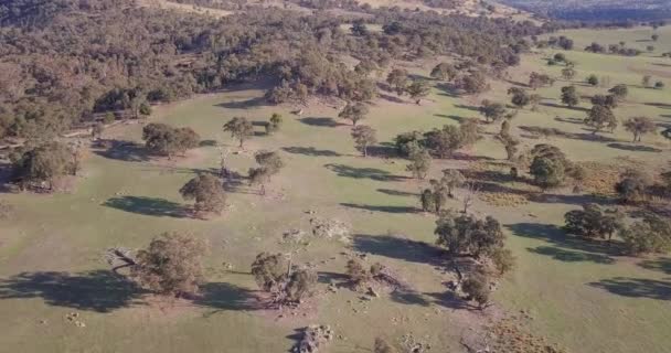 Penerbangan Udara Atas Hutan Australia Dengan Pohon Dan Pegunungan Latar — Stok Video