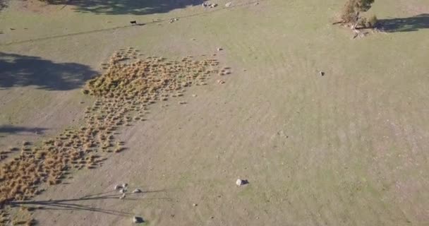 Aerial Flight Rocky Grassland Australia Birds Eye Perspective Moving Forward — Video Stock