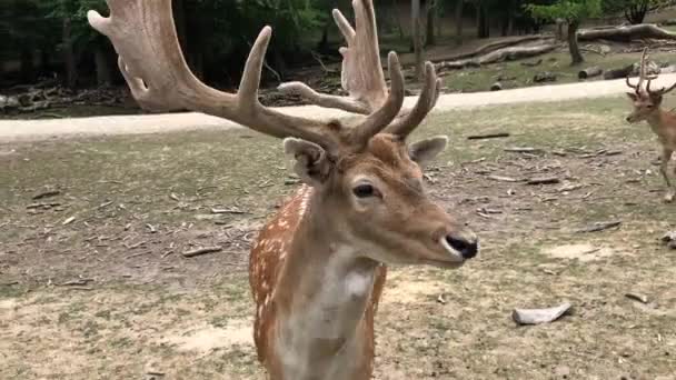 Veado Jovem Veado Correndo Pela Floresta Animais Ambiente Natural Sika — Vídeo de Stock