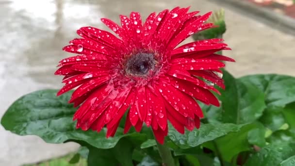 Краплі Дощу Падають Червону Ромашкову Квітку Знімок Одиночна Флора Круглий — стокове відео