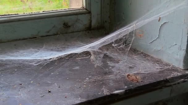Oud Spinnenweb Een Vensterbank Met Dode Spin Insecten — Stockvideo