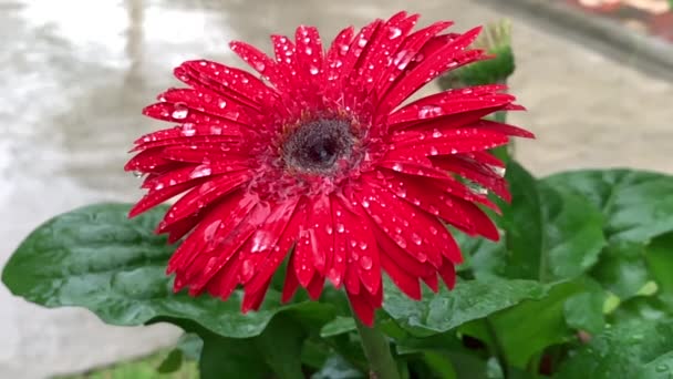 Red Flower Daisy Garden Raindrops Petals Capture Slow Motion Water — Vídeo de Stock