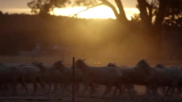 Static Locked Shot Flock Sheep Running Fence Golden Sunset Light — Stockvideo