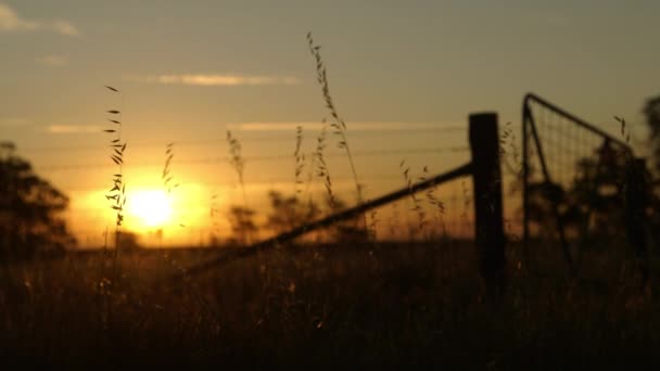 Countryside Grass Blowing Wind Bright Evening Sunset — Vídeo de Stock