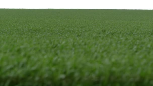 Slow Panning Side View Lush Green Wheat Field Sunny Day — 图库视频影像