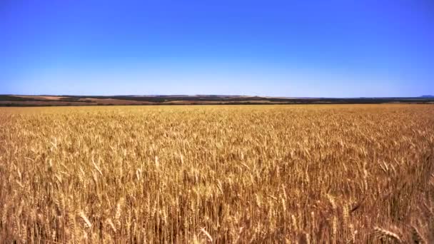 South Australian Wheat Waving Breeze — Stockvideo