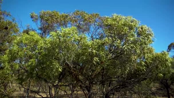 Wild Peach Tree Breeze South Australia — Stockvideo