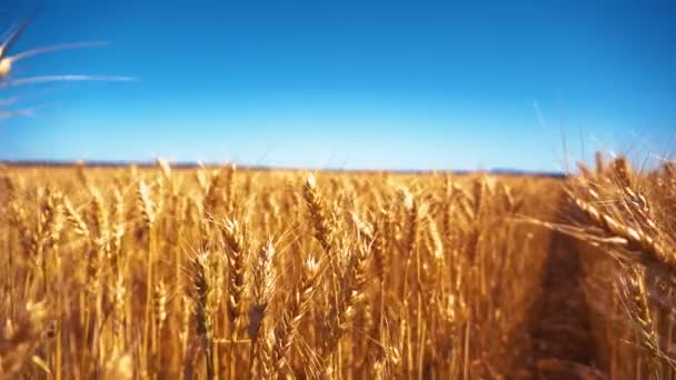 Jihoaustralská Pšenice Kymácí Větru — Stock video