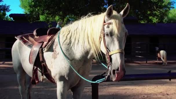 Λευκό Άλογο Σέλα Δεμένη Ράγα Στο Ράντσο Μαντρί Κοντινό Πλάνο — Αρχείο Βίντεο