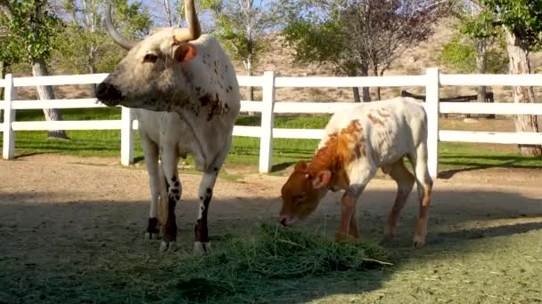 Vaca Madre Con Cuernos Ternero Bebé Pastando Hierba Pasto Cámara — Vídeos de Stock