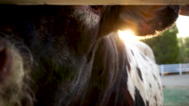 Cow Eye Looking Camera Fence Sun Shining Slow Motion Closeup — Video Stock