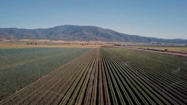 Sprinklers Watering Rows Crops Tehachapi Mountains Background Aerial — Vídeo de Stock