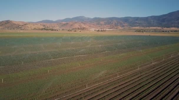 Sulama Fıskiyeleri Kaliforniya Aerial Deki Tarımsal Tarlalarda Ekinleri Suluyor — Stok video