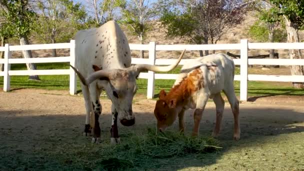 Mãe Vaca Com Chifres Comendo Grama Junto Com Bezerro Bebê — Vídeo de Stock