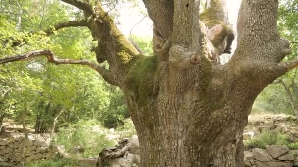 Inclinant Long Vieux Tronc Abîmé Arbre Épais Aux Feuilles Vertes — Video