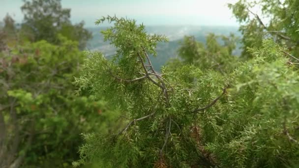 Focus Pull Green Tree Branch Hiking Trail Valley Saint Jeannet — Stock Video