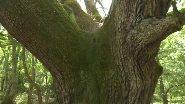 Odchylając Stary Pogodny Pień Grubego Drzewa Zielonymi Liśćmi Jasnym Słońcu — Wideo stockowe