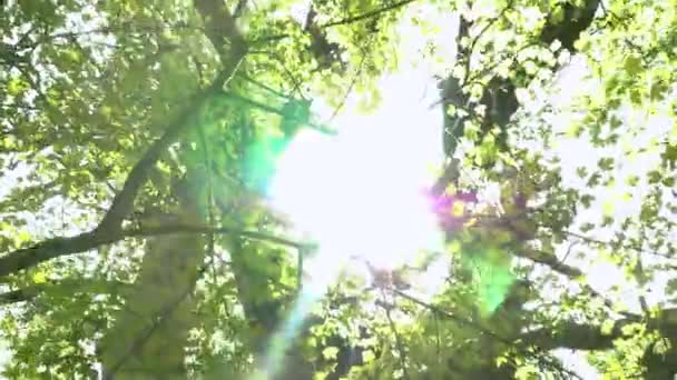 Inclinazione Giù Dalle Foglie Soleggiate Nelle Cime Albero Una Foresta — Video Stock