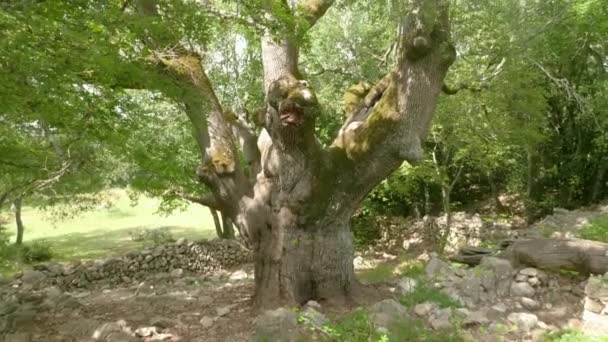 Pohled Starý Ošlehaný Kmen Hustého Stromu Zelenými Listy Jasném Slunečním — Stock video