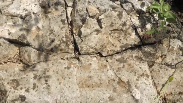 Colony Many Ants Walking Exploring Rocks Nest Sunny Day — Video Stock