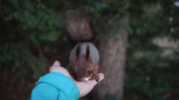 Squirrel Jumps Palm Eats Peanuts — Stock Video
