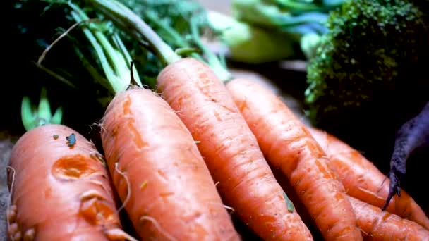 Ugly Carrot Little Roots Sprouting Next Beautiful Carrots Close Pan — Stockvideo