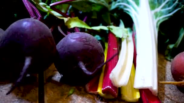 Fresh Vegetables Including Purple Beets Bok Choi Carrots Close Pan — Αρχείο Βίντεο