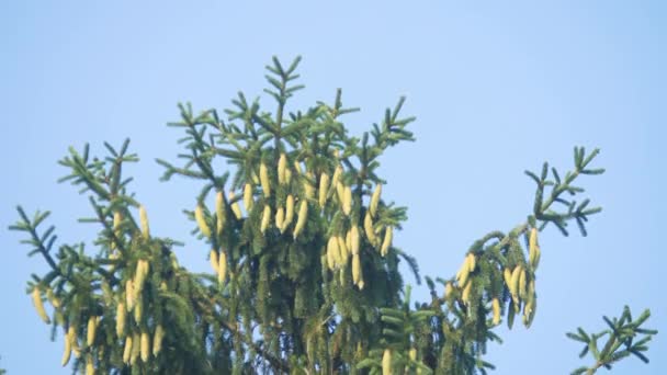 Fresh White Cones Top Pine Tree — Video