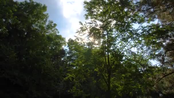 Сонце Палає Деревами — стокове відео
